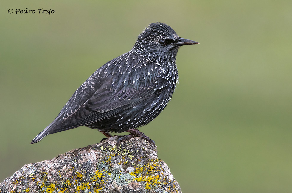 Estornino negro (Sturnus unicolor)